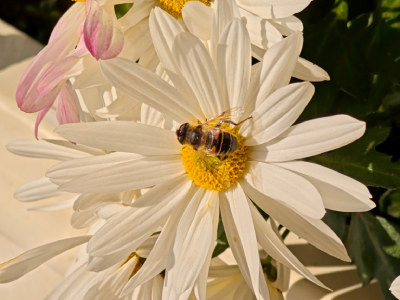 Poco F8 Pro купить в Уфе